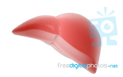 3d Rendered Human Liver Stock Image