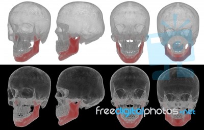 3d Rendered Illustration Of Jaw Bone Stock Image