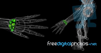 3d Rendered Illustration Of The Human Carpal Bones Stock Image