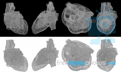 3d Rendered Medical Illustration Of A Human Heart Stock Image