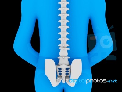 3d Rendered Medical Illustration Of Pelvis And Spine Stock Image