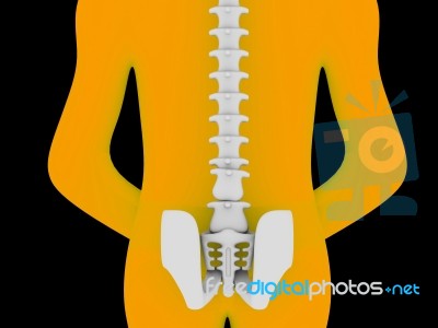 3d Rendered Medical Illustration Of Pelvis And Spine Stock Image