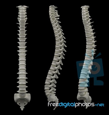 3d Rendered Of Illustration - Human Spine Stock Image