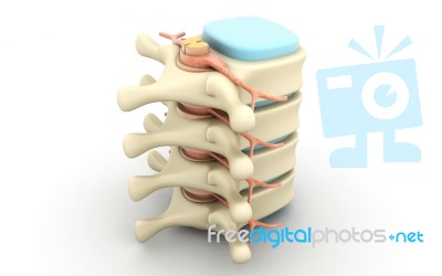 3d Rendered Of Illustration - Human Spine Stock Image