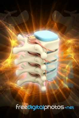 3d Rendered Of Illustration - Human Spine Stock Image