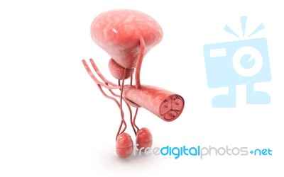 3d Rendered Penis Stock Image