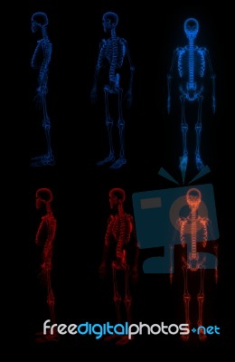 3d Rendered Skeleton On Black Background Stock Image