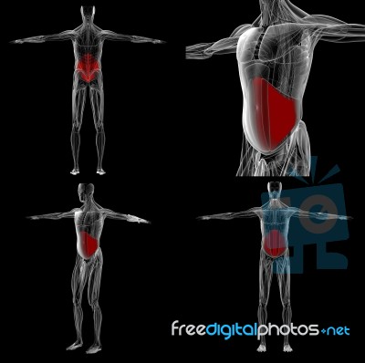 3d Rendering Abdominal Muscle Anatomy For Education In Laborator… Stock Image