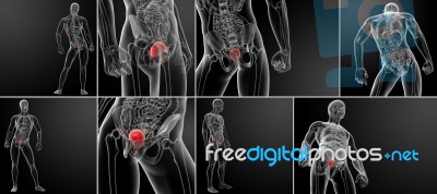 3d Rendering Bladder Anatomy Stock Image