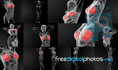 3d Rendering Female Breast Anatomy X-ray Stock Image