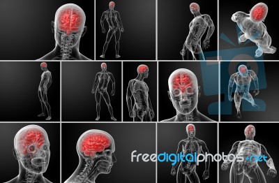 3d Rendering Human Brain X Ray Stock Image