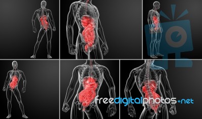 3d Rendering Human Digestive System Stock Image