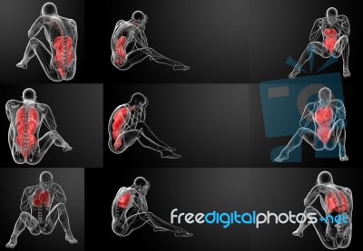 3d Rendering Human Digestive System And Respiratory System Stock Image