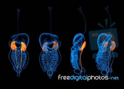 3d Rendering  Human Digestive System Kidney Red Colored Stock Image