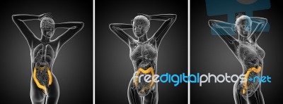 3d Rendering Human Digestive System Large Intestine Stock Image