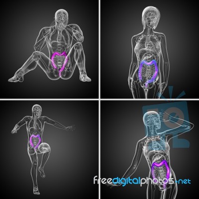 3d Rendering Human Digestive System Large Intestine Stock Image