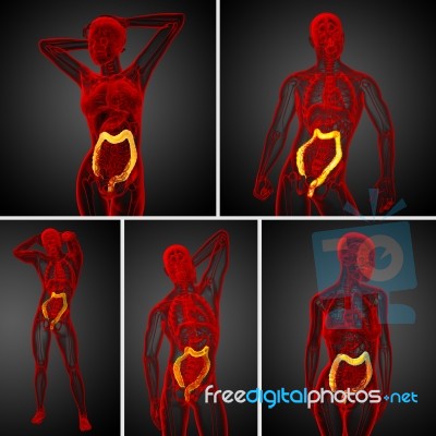 3d Rendering Human Digestive System Large Intestine Stock Image