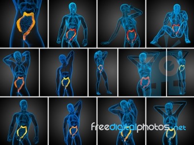 3d Rendering Human Digestive System Large Intestine Stock Image