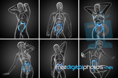 3d Rendering Human Digestive System Large Intestine Stock Image