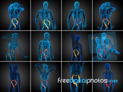 3d Rendering Human Digestive System Large Intestine Stock Image