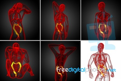 3d Rendering Human Digestive System Large Intestine Stock Image