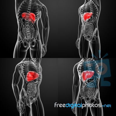 3d Rendering Human Digestive System Liver Stock Image