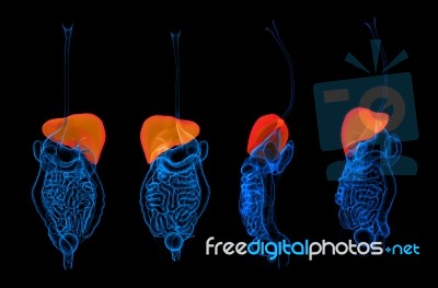 3d Rendering  Human Digestive System Liver Red Colored Stock Image