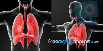 3d Rendering Human Digestive System Liver Red Colored Stock Image