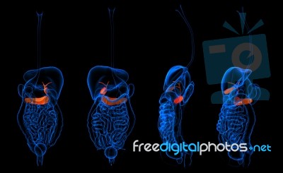 3d Rendering  Human Digestive System Pancreas Red Colored Stock Image