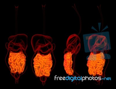 3d Rendering Human Digestive System Small Intestine Stock Image