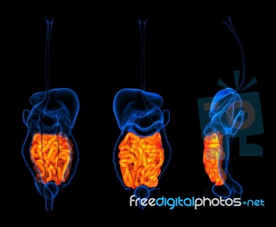 3d Rendering Human Digestive System Small Intestine Red Colored Stock Image