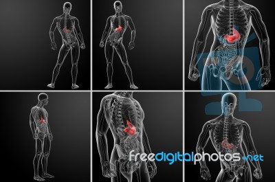 3d Rendering Human Digestive System Stomach Stock Image