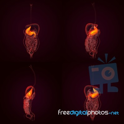 3d Rendering Human Digestive System Stomach Stock Image