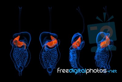 3d Rendering Human Digestive System Stomach Red Colored Stock Image