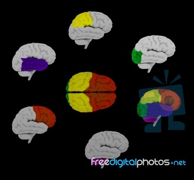 3d Rendering  Human Of The  Brain Stock Image