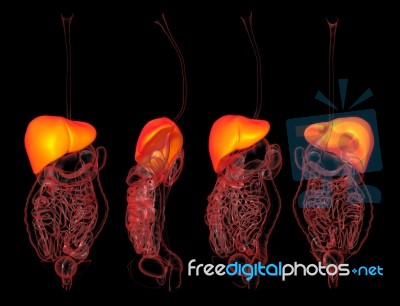 3d Rendering Human Of The Liver Stock Image