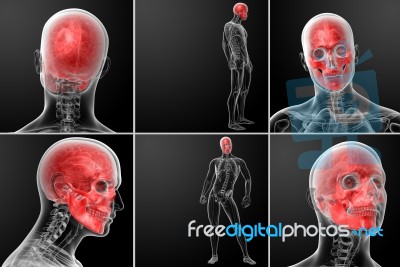 3d Rendering Human Skull Anatomy Stock Image