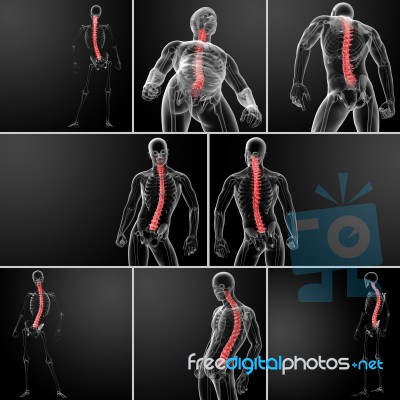 3d Rendering Human Spine Anatomy Stock Image