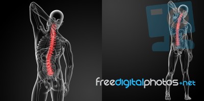 3d Rendering Human Spine Anatomy Stock Image