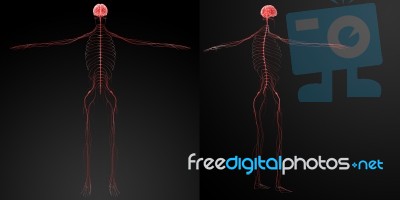 3d Rendering Illustration  Nervous System Stock Image