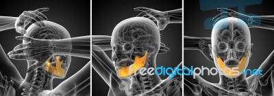 3d Rendering Illustration Of A Jaw Bone Stock Image