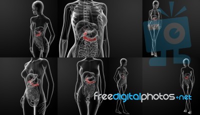 3d Rendering Illustration Of Female Gallbladder And Pancreas Stock Image