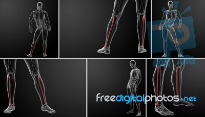 3d Rendering Illustration Of Fibular Stock Image