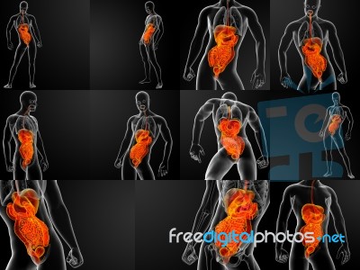 3d Rendering Illustration Of Human Digestive System Stock Image