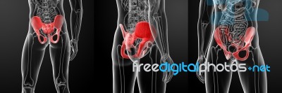 3d Rendering Illustration Of Human Pelvis Stock Image