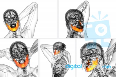 3d Rendering Illustration Of Jaw Bone Stock Image