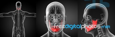 3d Rendering Illustration Of  Jaw Bone Stock Image