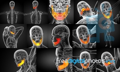 3d Rendering Illustration Of Jaw Bone Stock Image