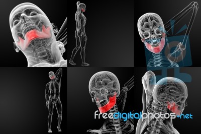 3d Rendering Illustration Of  Jaw Bone Stock Image