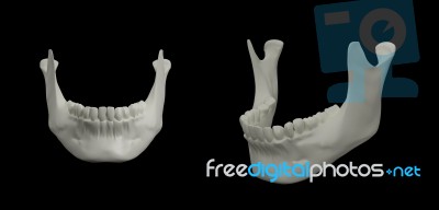 3d Rendering Illustration Of Jaw Bone Stock Image